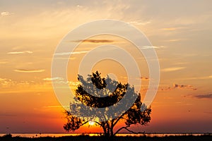 Beautiful sunrise or sunset on the seashore with acacia tree silhouette