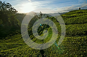 Beautiful sunrise at tea plantation