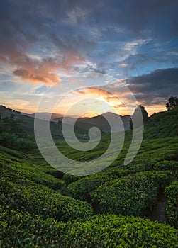 Beautiful sunrise at tea plantation