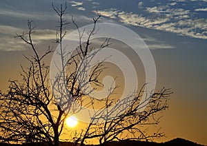 Beautiful sunrise with tree backlit