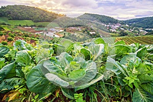 Beautiful sunrise view at cabbage field in mon jam mountain