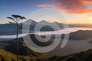 Beautiful sunrise viewpoint with a tree Mount Bromo in East Java in Indonesia