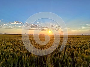 Beautiful sunrise at the wheat field with a clear horizon and blue sky