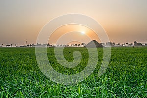 Beautiful sunrise in wheat green field with orange color sky