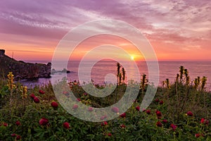 Beautiful sunrise with Wild peonies at Yailata reserve, near Kamen Shore, Bulgaria