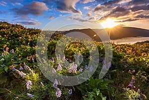 Beautiful sunrise and wildflowers at rowena crest viewpoint, Ore