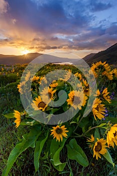 Beautiful sunrise and wildflowers at rowena crest viewpoint, Ore photo