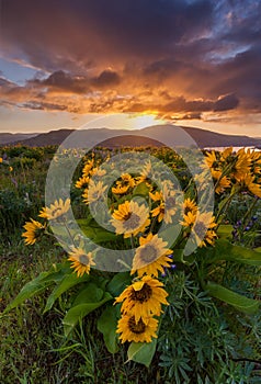 Beautiful sunrise and wildflowers at rowena crest viewpoint, Ore