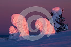 Beautiful sunrise in wintery taiga forest. Riisitunturi National park, Lapland, Northern Finland.