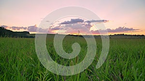 Beautiful sunset above wheat or rye field, pink amazing sky with clouds