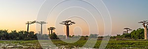 Beautiful sunset at the Alley of baobabs in Morondava. Iconic giant endemic of Madagascar.