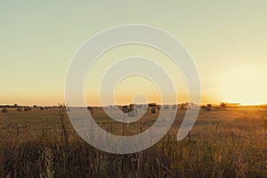 Beautiful sunset on the Argentine Pampas plain photo