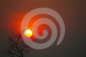 Beautiful sunset back silhouette birds flying and dry trees in the dark red sky