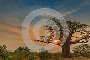 Beautiful sunset with baobab. Lubango. Angola. photo