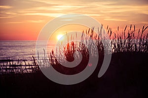 Beautiful sunset behind dune grass