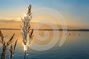 Beautiful sunset behind reed at a lake