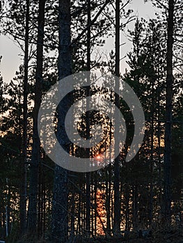 Beautiful sunset behind the trees in a Finnish coniferous forest. Behind the trees is water, the orange sun is reflecting from the