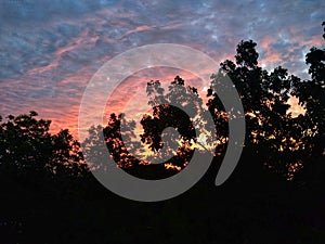 A beautiful sunset behind the trees which has been shot from rooftop