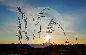 beautiful sunset black silhouettes of blades of grass on the background of blue orange sky  ,