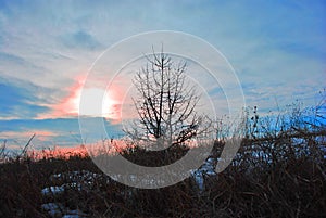 Beautiful sunset, blue-pink sky with golden sun, black tree silhouette on snowy hill