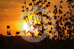 Beautiful sunset with branches in silhouette