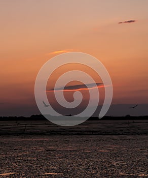 Sunset with clouds with silver lining and flying birds