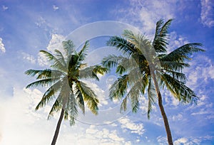 Beautiful sunset coconut tree at Bang saphan,Thailand