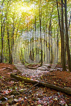 Sunset in autumn forest photo