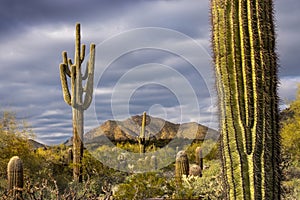 Beautiful sunset desert view is from the McDowell Sonoran Preserve in Scottsdale, Arizona