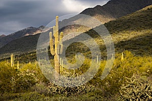 Beautiful sunset desert view is from the McDowell Sonoran Preserve in Scottsdale, Arizona