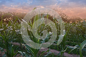 Beautiful sunset in the evening  over the corn field.