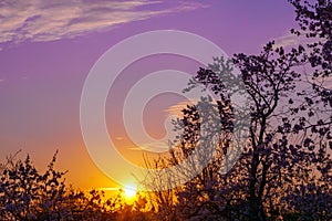 Beautiful sunset in the garden of the purple sky
