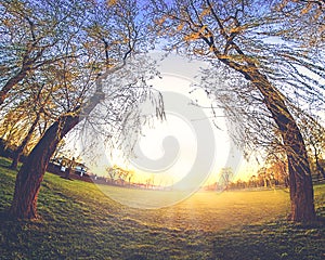 Beautiful sunset on a green meadow among willows