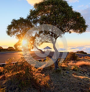 Sunset through a tree at Maido in Saint-Paul, Reunion Island photo