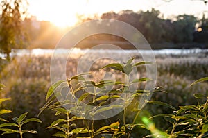 Beautiful sunset on the lake. The glare of the sun. Delicate leaf silhouette in the sun. River landscape