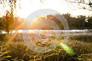 Beautiful sunset on the lake. The glare of the sun. Delicate leaf silhouette in the sun. River landscape