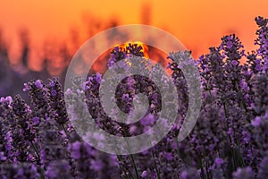 Beautiful sunset light over a lavander field in the summer time