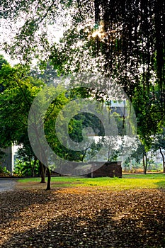 Beautiful sunset light in public park with falling leaf