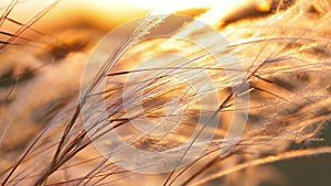 Beautiful sunset light with stipa plant on the meadow