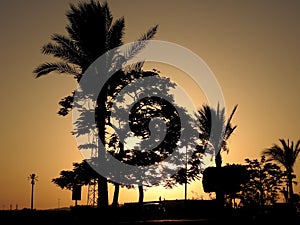 Krásný západ slunce půvabný silueta stromy palma stromy v město  gíza 