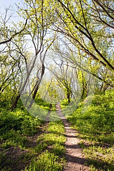 Beautiful sunset in magic forest. Trail. Spring landscape