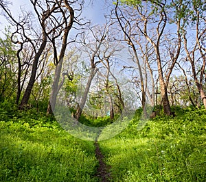 Beautiful sunset in magic forest. Trail. Spring landscape