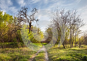 Beautiful sunset in magic forest. Trail. Spring landscape