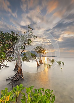 Beautiful sunset among the mangrove trees