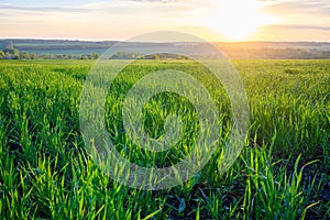 The beautiful sunset on a meadow in rural in springtime. Lush green grass in the foreground and small trees in the distance.