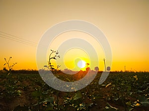 Beautiful sunset in a mustard  field with winter season