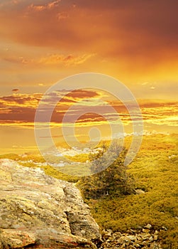 Beautiful sunset in nature. Deciduous tree, stone, moss, grass. Old photo effect. Photomanipulation