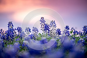 Beautiful sunset over bluebonnets in Texas with a colorful sky