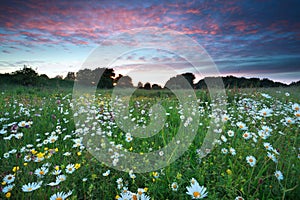 Beautiful sunset over chamomile field