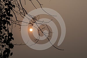 The beautiful sunset over dry tree branches with leaves against golden haze sky